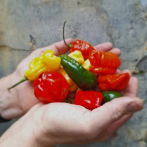 Hot sauce 'Softie' nr. 4